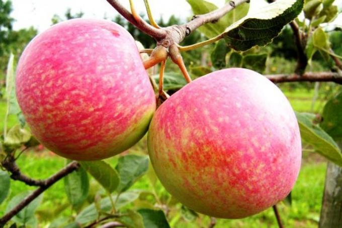 Preparare mela per la prossima stagione. Come aumentare il raccolto del prossimo anno di 1,5 volte
