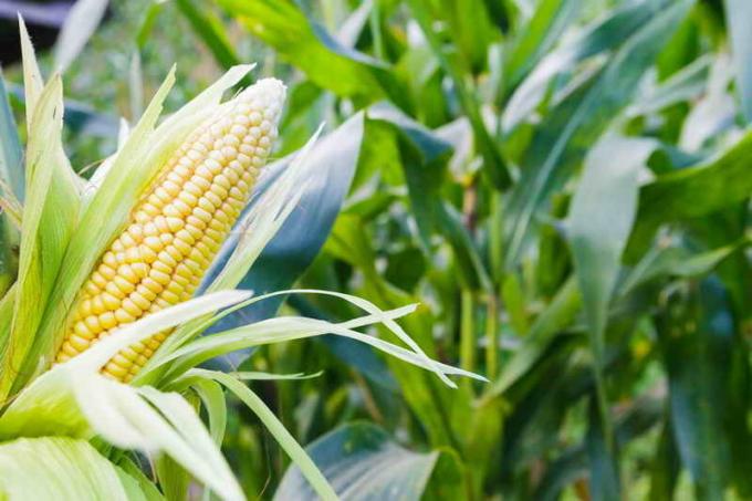 La coltivazione di mais. Illustrazione per un articolo è usato per una licenza standard © ofazende.ru