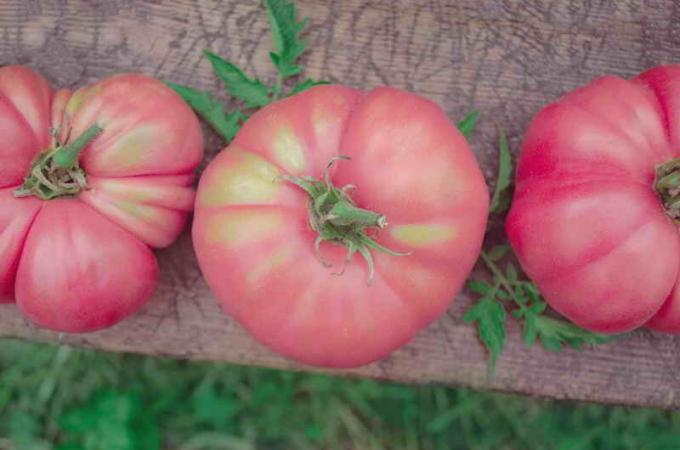 Quali pomodori rosa hanno un alto rendimento?