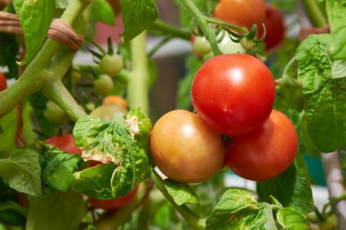 Come velocizzare la maturazione dei pomodori