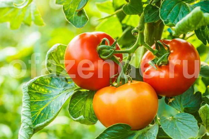 Coltivare pomodori in serra (Photo usato sotto la licenza standard © ofazende.ru)
