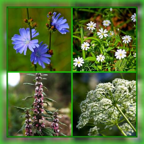 Cicoria, cerastio, motherwort, goutweed