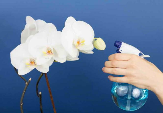 Irrigazione orchidee. Illustrazione per un articolo è usato per una licenza standard © ofazende.ru