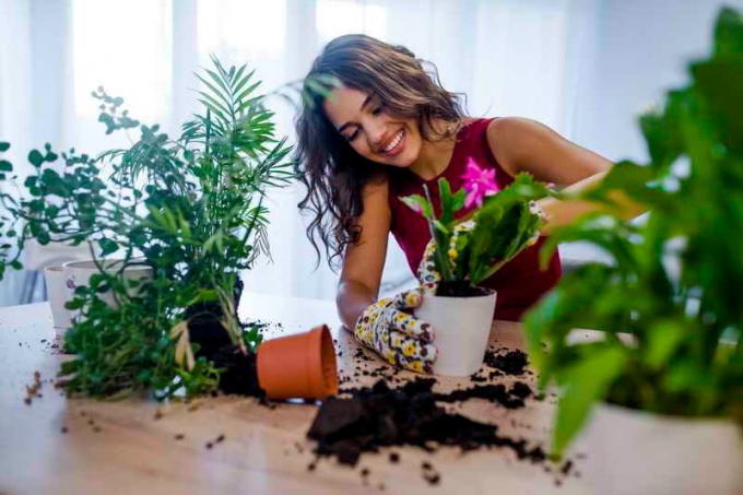 Prendersi cura di piante d'appartamento. Illustrazione per un articolo è usato per una licenza standard © ofazende.ru