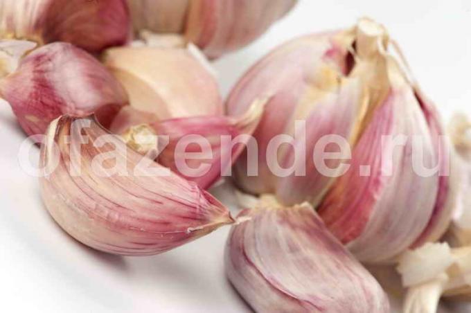 Top 9 segreti della coltivazione dell'aglio