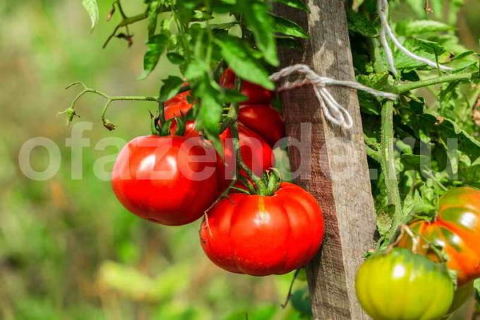 coltivare i pomodori. Illustrazione per un articolo è usato per una licenza standard © ofazende.ru