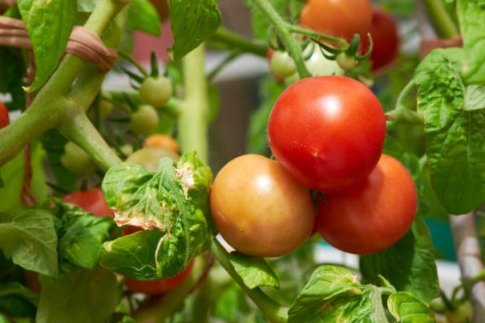 Macchie marroni-marroni sulle foglie di pomodori: che cosa è e come combattere