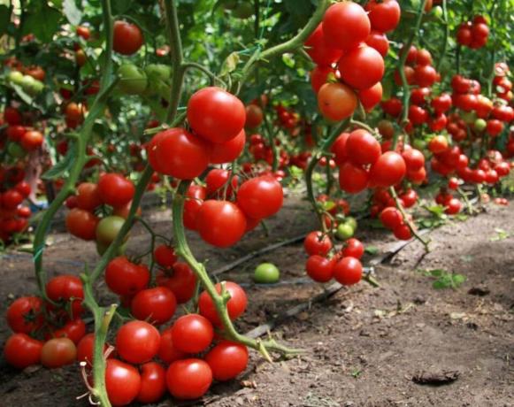 Come ottenere un buon raccolto di pomodori