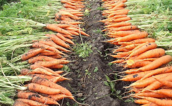 Come mantenere le carote fresche tutto l'inverno: 5 Segreti