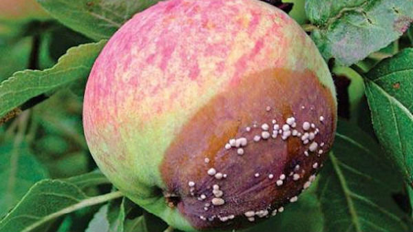 4 errori giardinieri, a causa della quale le mele marciscono sul l'albero giusto