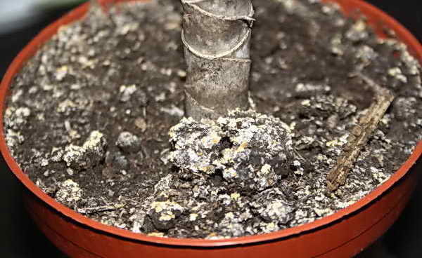 Fungo bianco in vasi di fiori: da dove viene e come sbarazzarsi