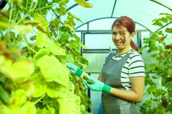 Che tipo di impianto di cetriolo prossima primavera