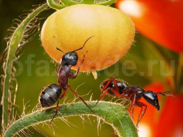 Come liberarsi di formiche. Illustrazione per un articolo è usato per una licenza standard © ofazende.ru