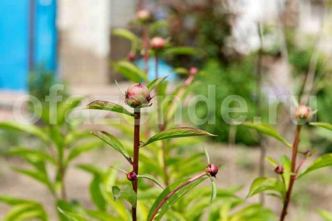 Poveri peonie in fiore - errori base di cura