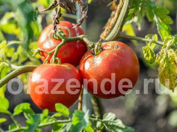 Pomodori crepa. Illustrazione per un articolo è usato per una licenza standard © ofazende.ru