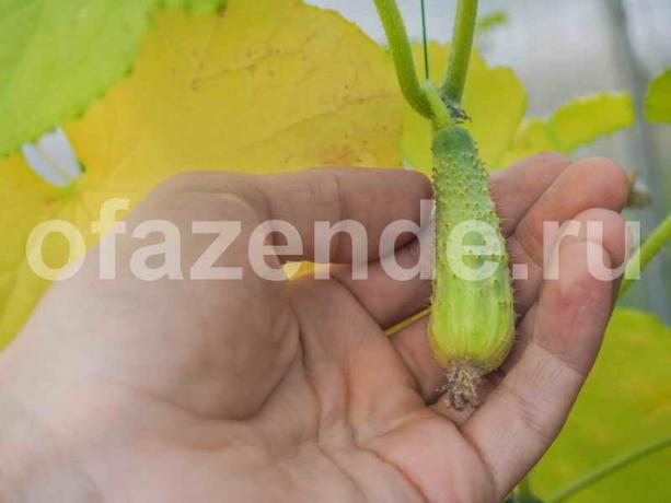 Tutto quello che devi sapere sulle colture di cetriolo