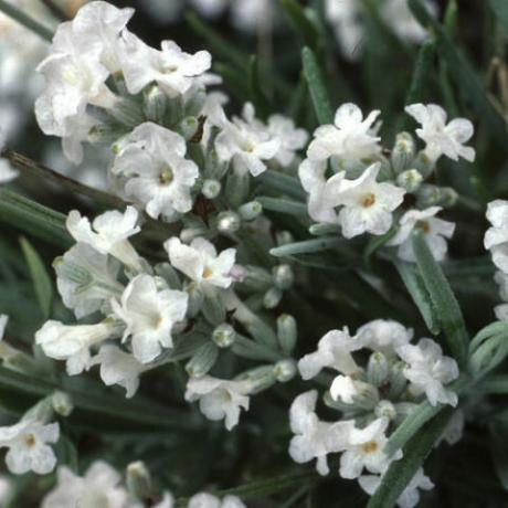 picchi densi di fiori bianchi