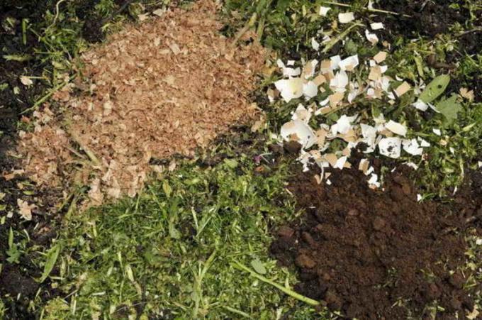 Eggshells meglio incorporati nel terreno scavando in autunno, insieme con altri fertilizzanti