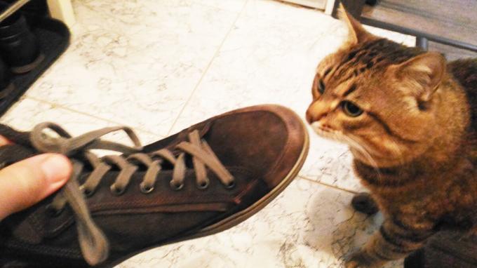 L'accettazione di scarpe il mio gatto.