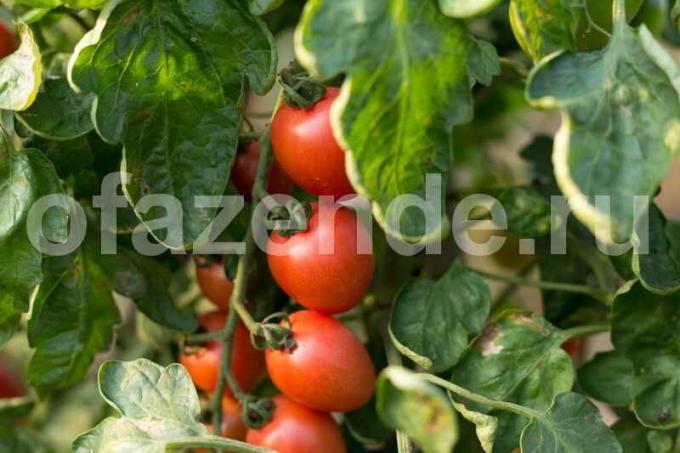 Pomodori crescenti nella serra. Illustrazione per un articolo è usato per una licenza standard © ofazende.ru