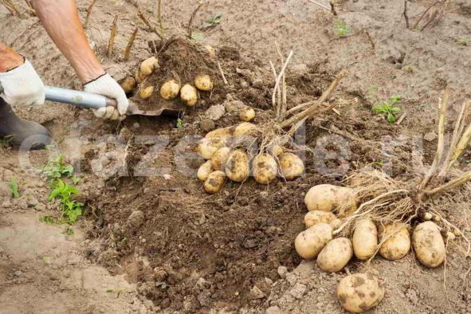 coltivazione della patata. Illustrazione per un articolo è usato per una licenza standard © ofazende.ru