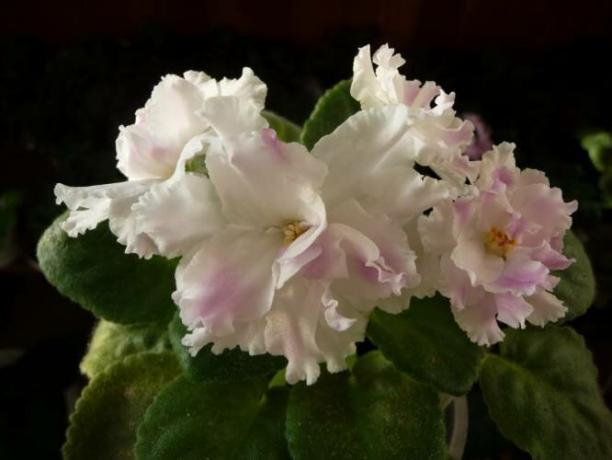Quattro migliore alimentazione per la fioritura viole tappo