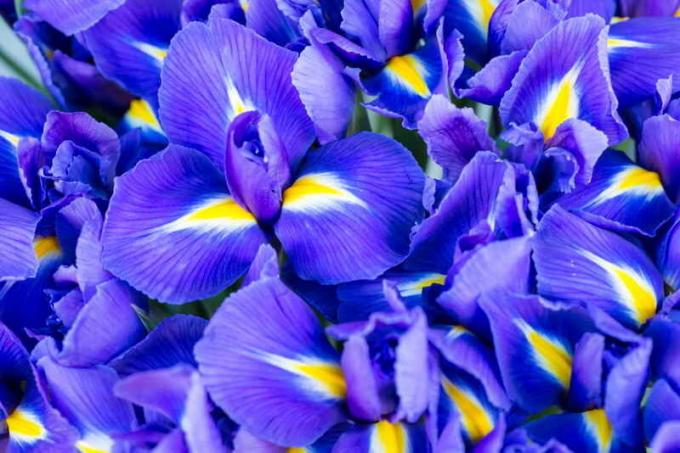Blooming Iris. Illustrazione per un articolo è usato per una licenza standard © ofazende.ru