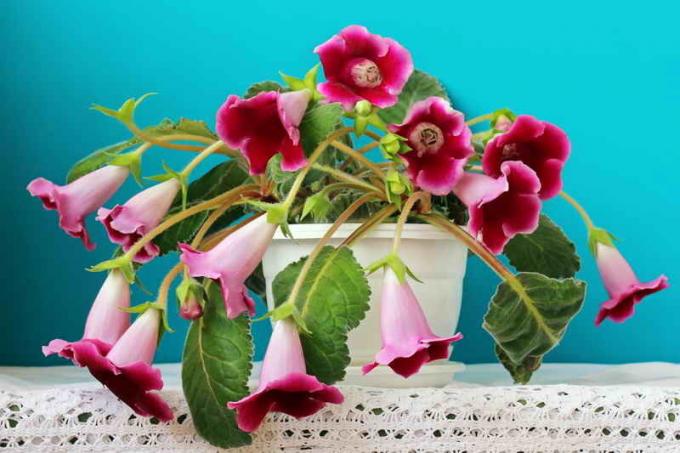 Irrigazione regime nel gloxinia cure a domicilio