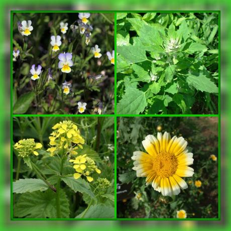 Viola tricolor, quinoa, senape selvatica, zawadzkii.