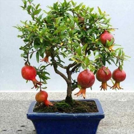 Melograno è adatto per la coltivazione tecnica bonsai
