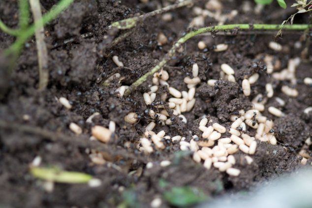 Modo kopek per sbarazzarsi di formiche in orto