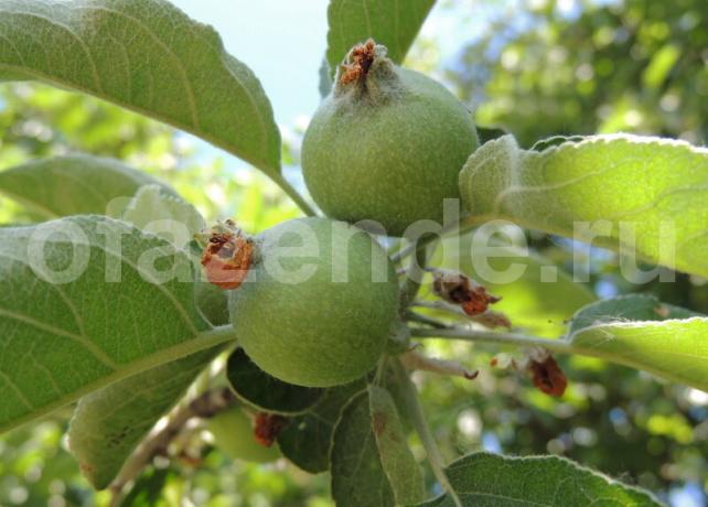 Crumble di mele - Feed the albero