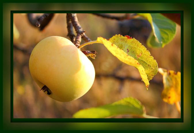 Cura obbligatoria del melo, a settembre e ottobre: ​​solo 4 passi per un grande raccolto, che devono essere fatte ora