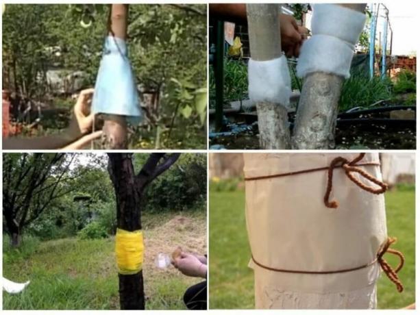 Stalker cintura per proteggere gli alberi aiuta a rimuovere bene insetto problema invasione. Illustrazione per un articolo è usato per una licenza standard © ofazende.ru