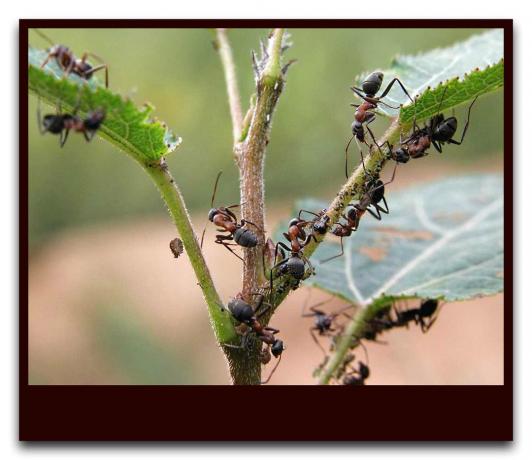 Come per un giorno trama liberarsi di formiche in tutta la stagione, senza l'uso di prodotti chimici