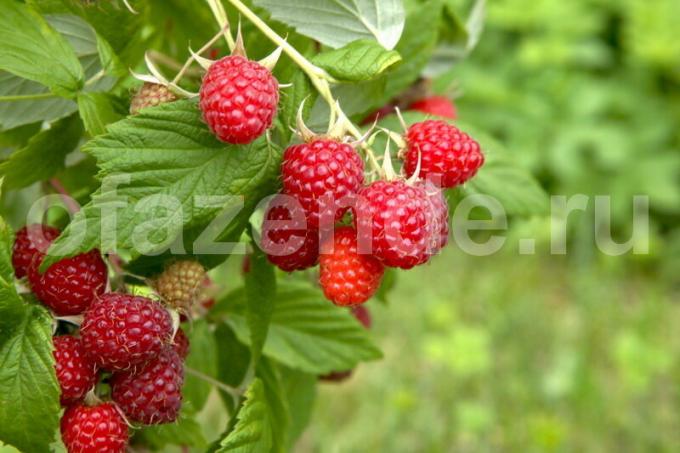 Cooking lampone per l'inverno: la preparazione