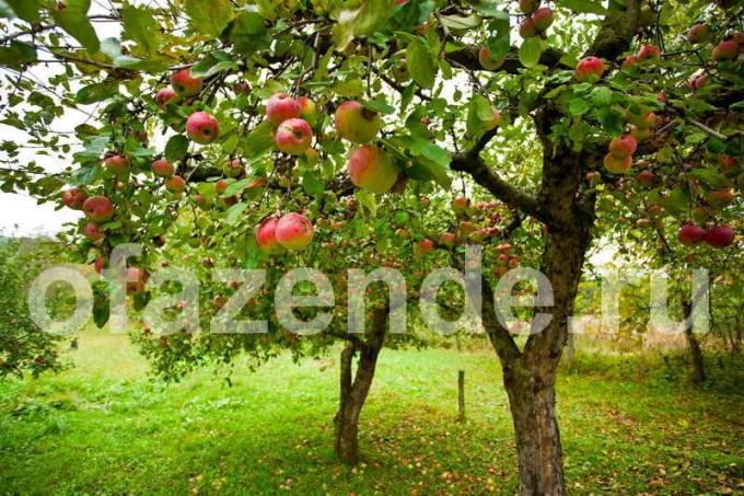 Prendersi cura di alberi di mele. Illustrazione per un articolo è usato per una licenza standard © ofazende.ru