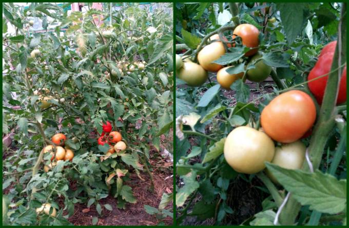 Come posso ottenere buoni pomodori legati in modo rapido e arrossì. Il raccolto sarà un sacco!