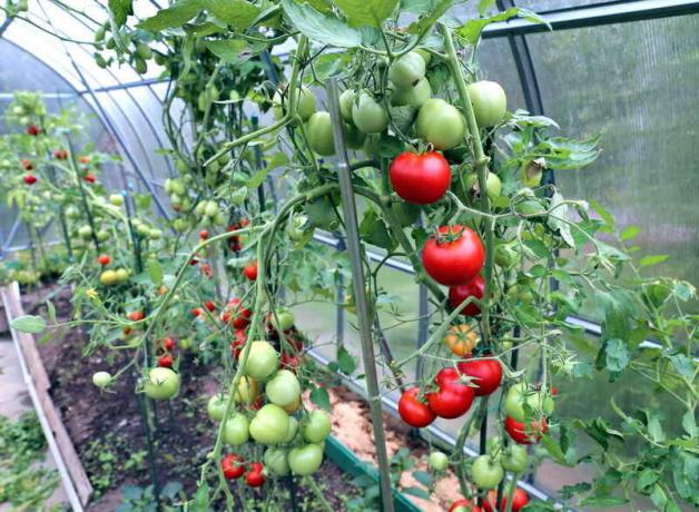 La cura per i pomodori in serra (Photo usato sotto la licenza standard © ofazende.ru)