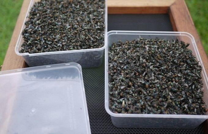 Cottager prodotta flytrap ingenua, che questa settimana ha avuto più di 2 kg di mosche