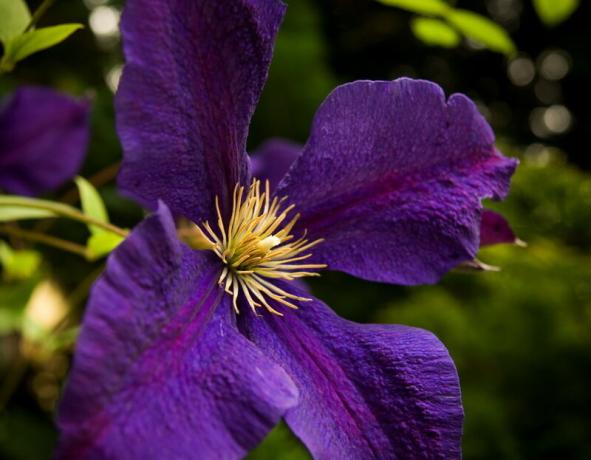 Come scegliere le "chiavi" per Clematis