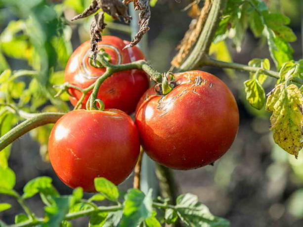 Crepe sui pomodori. Illustrazione per un articolo è usato per una licenza standard © ofazende.ru