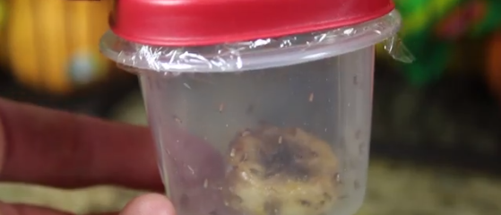 Come sbarazzarsi di piccole mosche in cucina: idee semplici