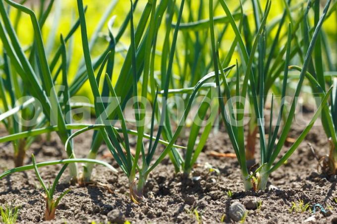 Come aiutare di nuovo girare penne di cipolla verde