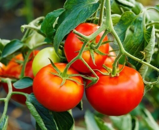 Come estendere la fruttificazione di pomodori nel mese di agosto