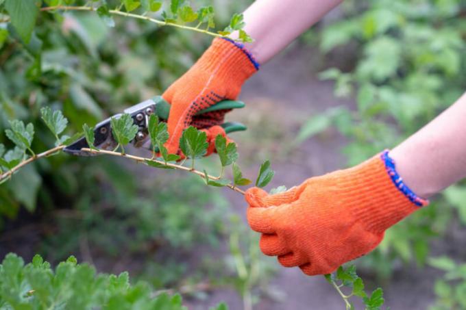 Ultima elaborazione autunno di uva spina, ribes e alberi da frutto