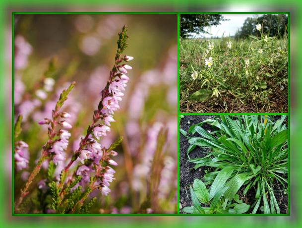 Heather, viola, piantaggine.