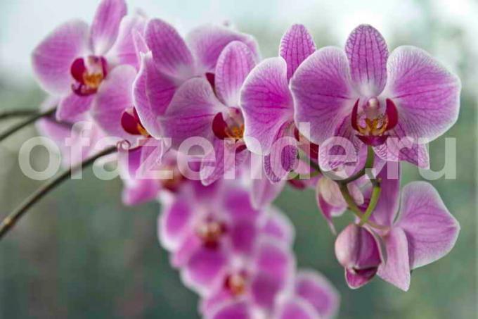 Growing orchidee. Illustrazione per un articolo è usato per una licenza standard © ofazende.ru