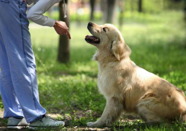 Cane per case private: che razza di scegliere?