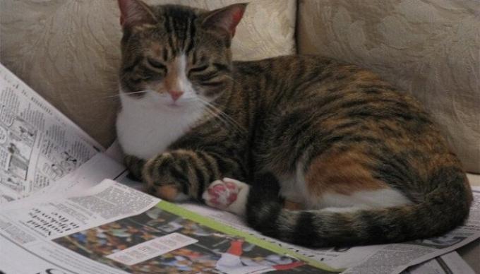 Ecologico, riciclabile una volta alla settimana per lettiere per animali. / Foto: tuxedo-cat.co.uk